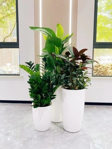 镇海花卉租赁方案